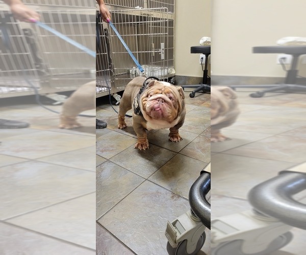 Medium Photo #27 English Bulldog Puppy For Sale in SACRAMENTO, CA, USA