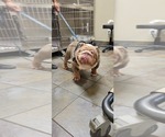 Small #26 English Bulldog