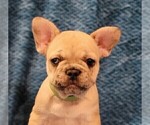 Small Photo #4 French Bulldog Puppy For Sale in WINDYVILLE, MO, USA
