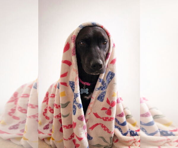 Medium Photo #2 Coonhound-Unknown Mix Puppy For Sale in Unionville, PA, USA