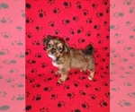 Puppy Tucker Shorkie Tzu