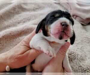 Basset Hound Puppy for sale in PETERSBURG, IN, USA