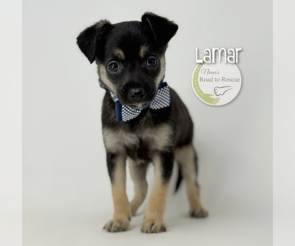 Medium Photo #1 Chihuahua-Unknown Mix Puppy For Sale in Benton, LA, USA