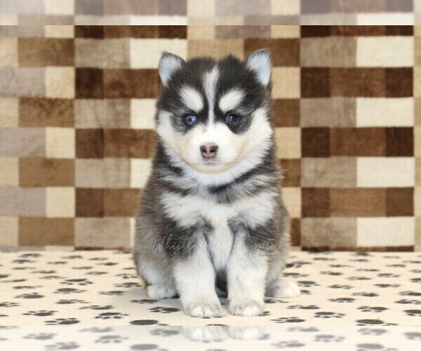 Medium Photo #3 Pomsky Puppy For Sale in DENVER, PA, USA