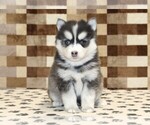 Small #2 Pomsky