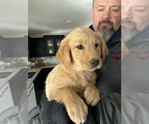 Golden Retriever Puppy for sale in SEMINOLE, TX, USA