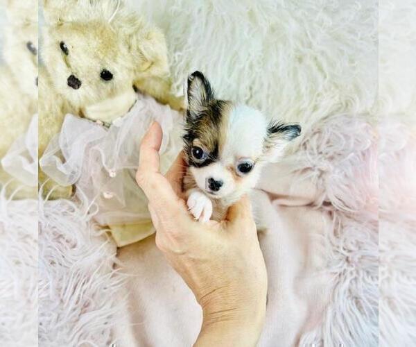 Medium Photo #19 Chihuahua Puppy For Sale in DACULA, GA, USA