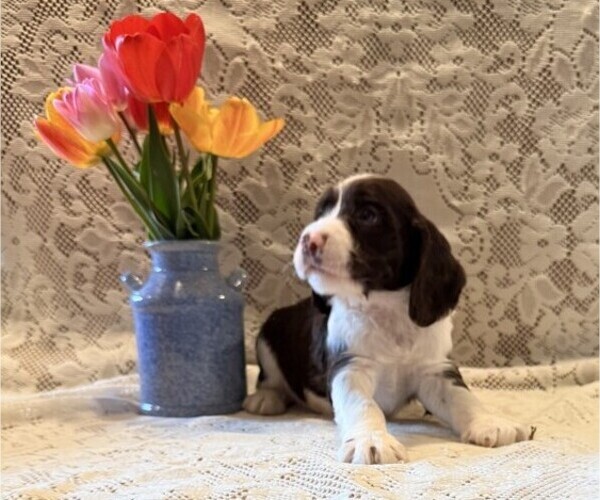 Medium Photo #3 English Springer Spaniel Puppy For Sale in OWEN, WI, USA