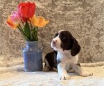 Small #2 English Springer Spaniel