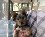 Small Photo #1 Yorkshire Terrier Puppy For Sale in BLAIRSVILLE, GA, USA