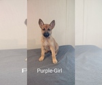 Puppy purple Malinois