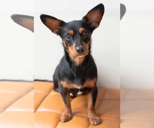 Dachshund-Unknown Mix Dogs for adoption in Greenville, SC, USA