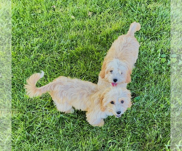 Medium Photo #1 Cavapoo (Miniature) Puppy For Sale in BLUE SPRINGS, MO, USA