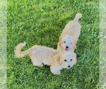 Small Cavapoo (Miniature)