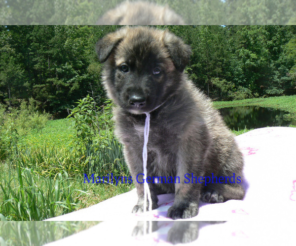 Medium Photo #5 German Shepherd Dog Puppy For Sale in PIEDMONT, MO, USA