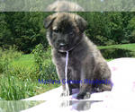 Small #4 German Shepherd Dog