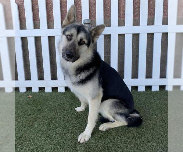 Medium Photo #1 German Shepherd Dog-Unknown Mix Puppy For Sale in Modesto, CA, USA