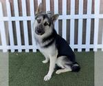 Small German Shepherd Dog Mix