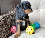 Puppy 4 Cavalier King Charles Spaniel