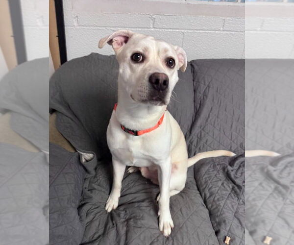 Medium Photo #3 Labrador Retriever-Unknown Mix Puppy For Sale in Muskegon, MI, USA