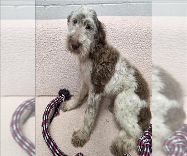 Medium Photo #1 Labradoodle Puppy For Sale in Grovetown, GA, USA