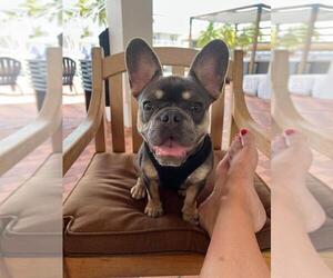 French Bulldog Puppy for sale in PEMBROKE PINES, FL, USA