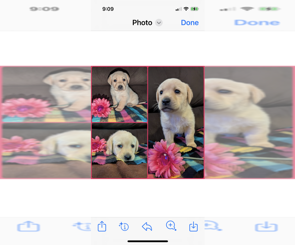 Medium Photo #1 Labrador Retriever Puppy For Sale in ATWATER, OH, USA