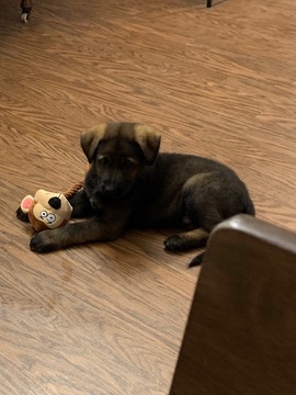 Medium Photo #25 German Shepherd Dog Puppy For Sale in MC DONOUGH, GA, USA