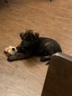 Small Photo #25 German Shepherd Dog Puppy For Sale in MC DONOUGH, GA, USA