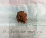 Puppy Boy 1 Goldendoodle