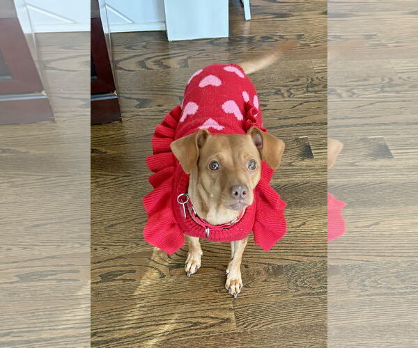 Medium Photo #2 Miniature Pinscher-Unknown Mix Puppy For Sale in Oakhurst, NJ, USA