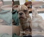 Small Photo #78 French Bulldog Puppy For Sale in MCKINLEYVILLE, CA, USA