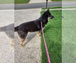 Small #1 German Shepherd Dog-Siberian Husky Mix