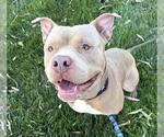 RAIDER - Male Mutt Dog for Adoption - Small photo