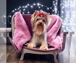 Small #3 Yorkshire Terrier
