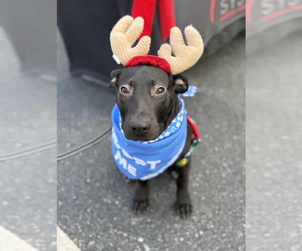 Medium Photo #3  Puppy For Sale in , 