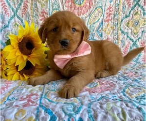 Golden Retriever Puppy for sale in LANCASTER, PA, USA