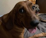 Small Photo #1 Redbone Coonhound Puppy For Sale in PALATKA, FL, USA