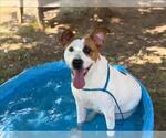 Small Photo #2 Mutt Puppy For Sale in Tulsa, OK, USA