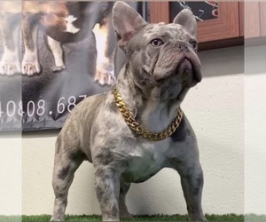 Father of the French Bulldog puppies born on 11/10/2020