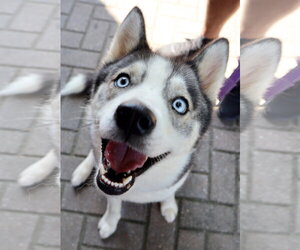 Mika - Female Siberian Husky Dog for Adoption - Photo #4