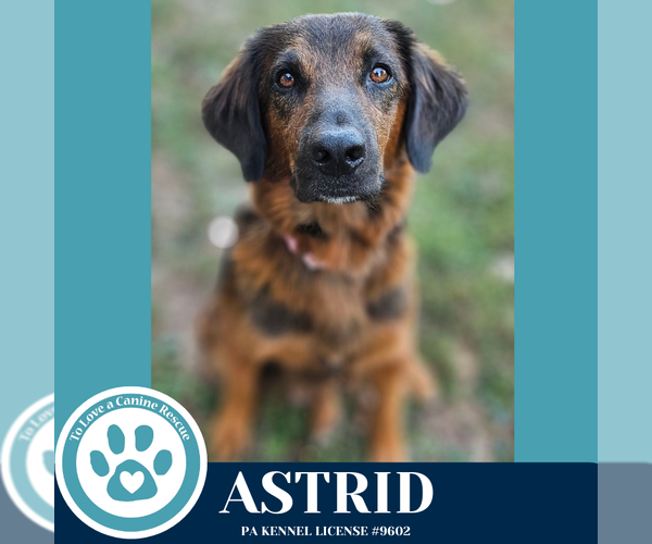 Medium Photo #2 Golden Retriever-Unknown Mix Puppy For Sale in Kimberton, PA, USA