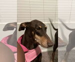 Small #2 Doberman Pinscher