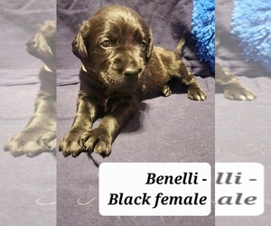 Labany Puppy for Sale in JERSEY SHORE, Pennsylvania USA