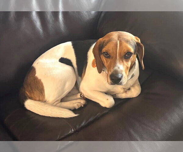 Medium Photo #10 Beagle Puppy For Sale in Dunnellon, FL, USA