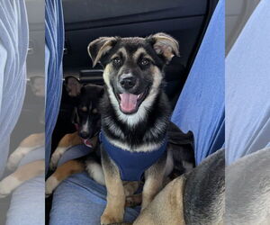 German Shepherd Dog-Huskies Mix Dogs for adoption in Princeton, MN, USA
