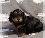 Small #2 Dachshund-Poodle (Toy) Mix