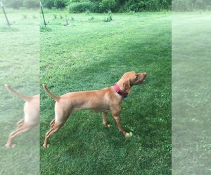 Vizsla Dog for Adoption in CASHTON, Wisconsin USA