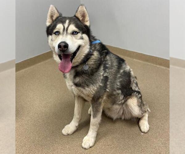 Medium Photo #1 Siberian Husky Puppy For Sale in Aurora, CO, USA
