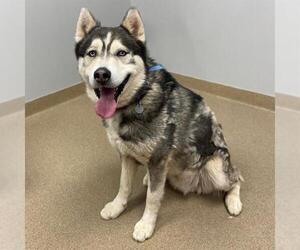 Siberian Husky Dogs for adoption in Aurora, CO, USA